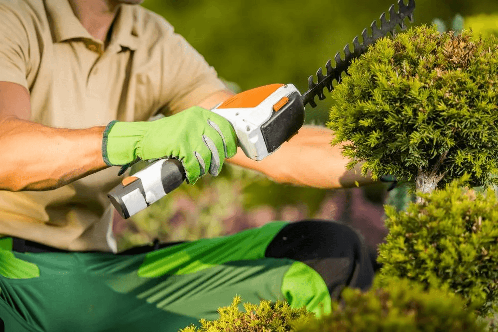 Landscaper trimming a shrub with a hedge trimmer