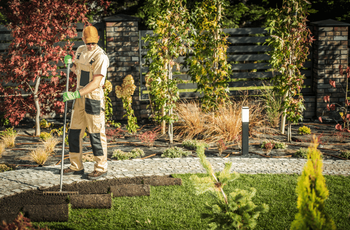 Landscaper raking soil beside new sod rolls in a backyard