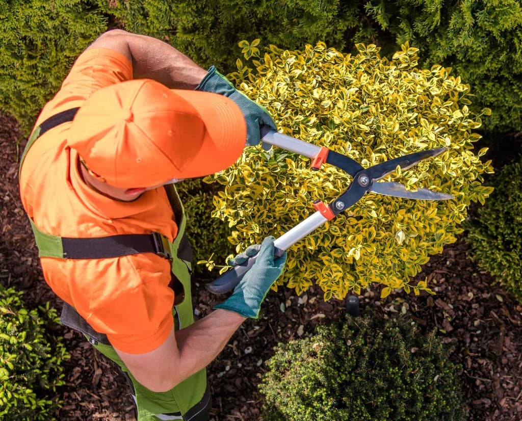 Landscaper trimming a rounded shrub from above